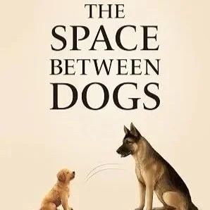 The Space Between Dogs written by Judy Moore