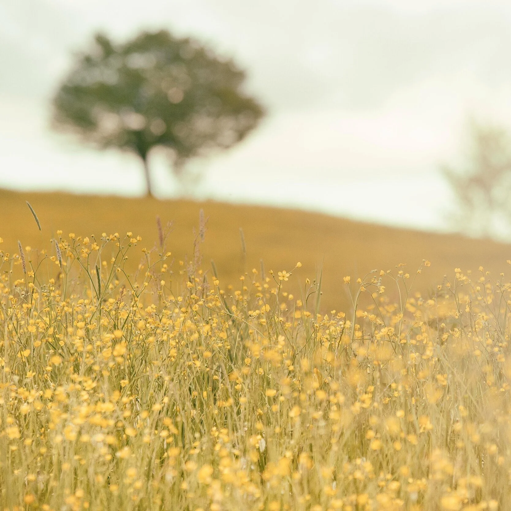 Nature Tradition