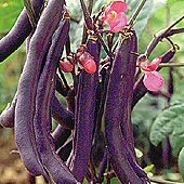 Royalty_Purple_Pod_Beans.jpg