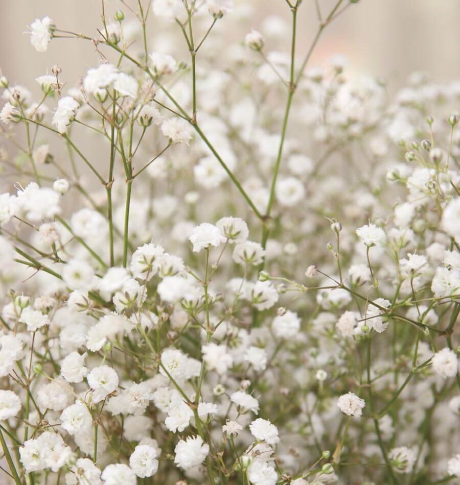 Baby's Breath — Heirloom Vegetable and Flower Seeds of New England