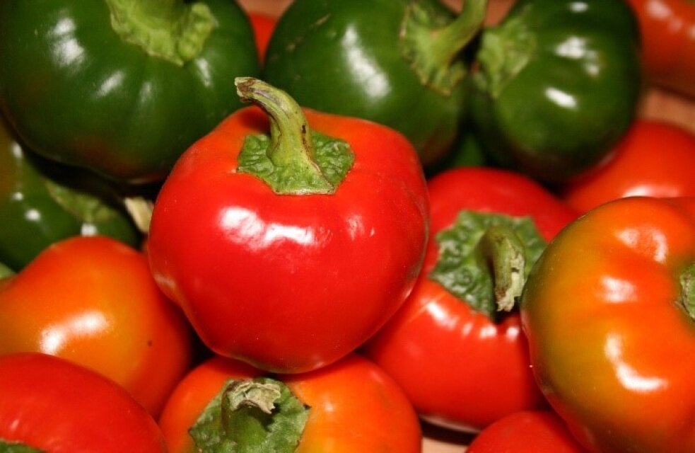 Pepper, Large Red Cherry Hot — Heirloom Vegetable and Flower Seeds of New  England