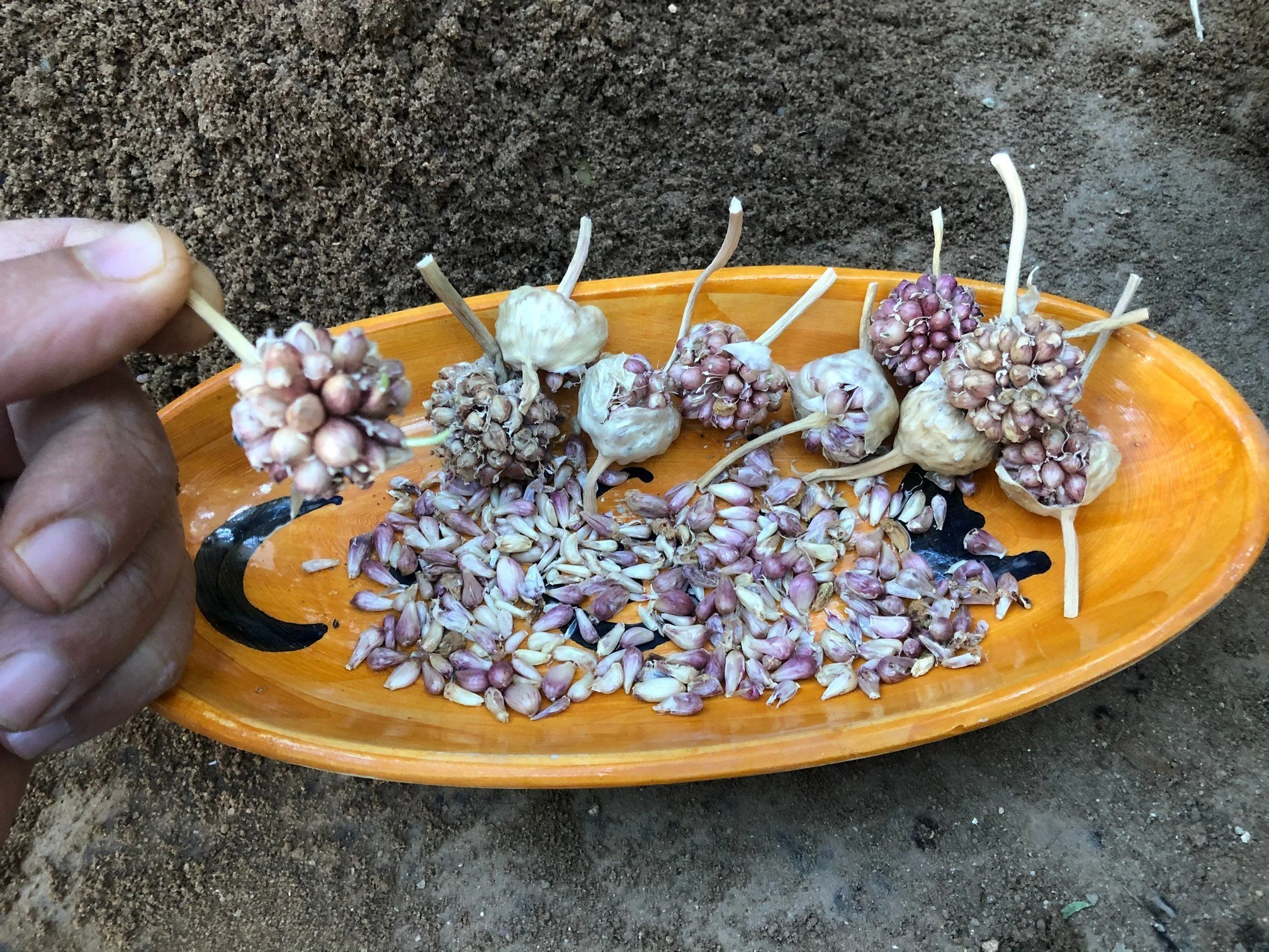 Sophia (Sofievsky) Garlic Bulbils