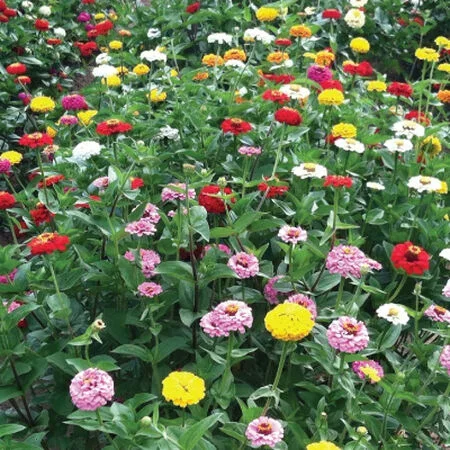 California-Zinnia-Annual-Seeds.webp