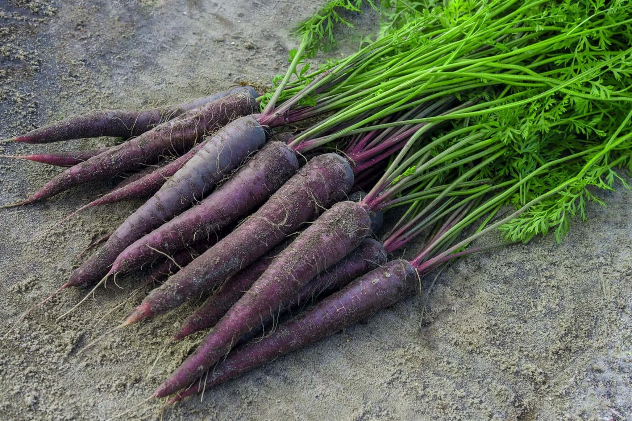 purple-carrots-2048-x-1366-wallpaper-3f7o6qhb8dgnkr0x.jpg