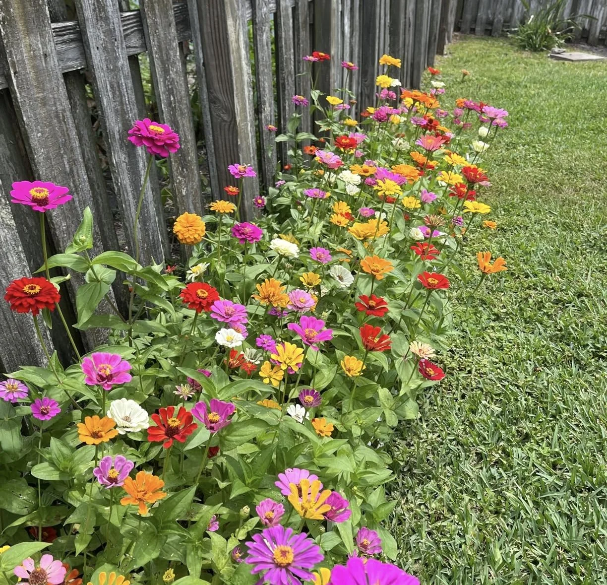 Zinnia-Seeds-California-Giants-Mix-Large-1-Ounce-Packet-3000-Flower-Seeds-Mixed-Colors-and-Large-Blooms-3.jpeg