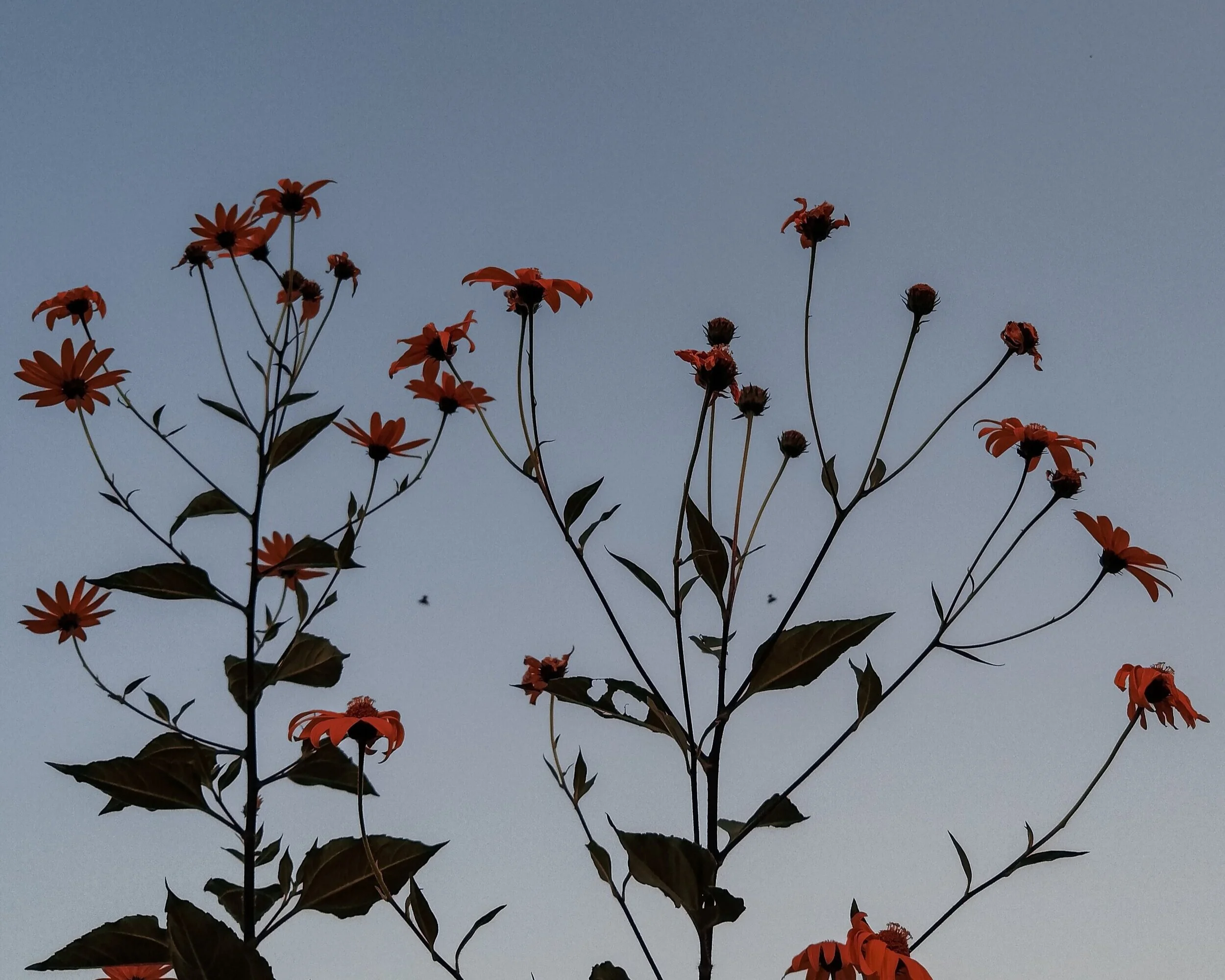 Fall Equinox