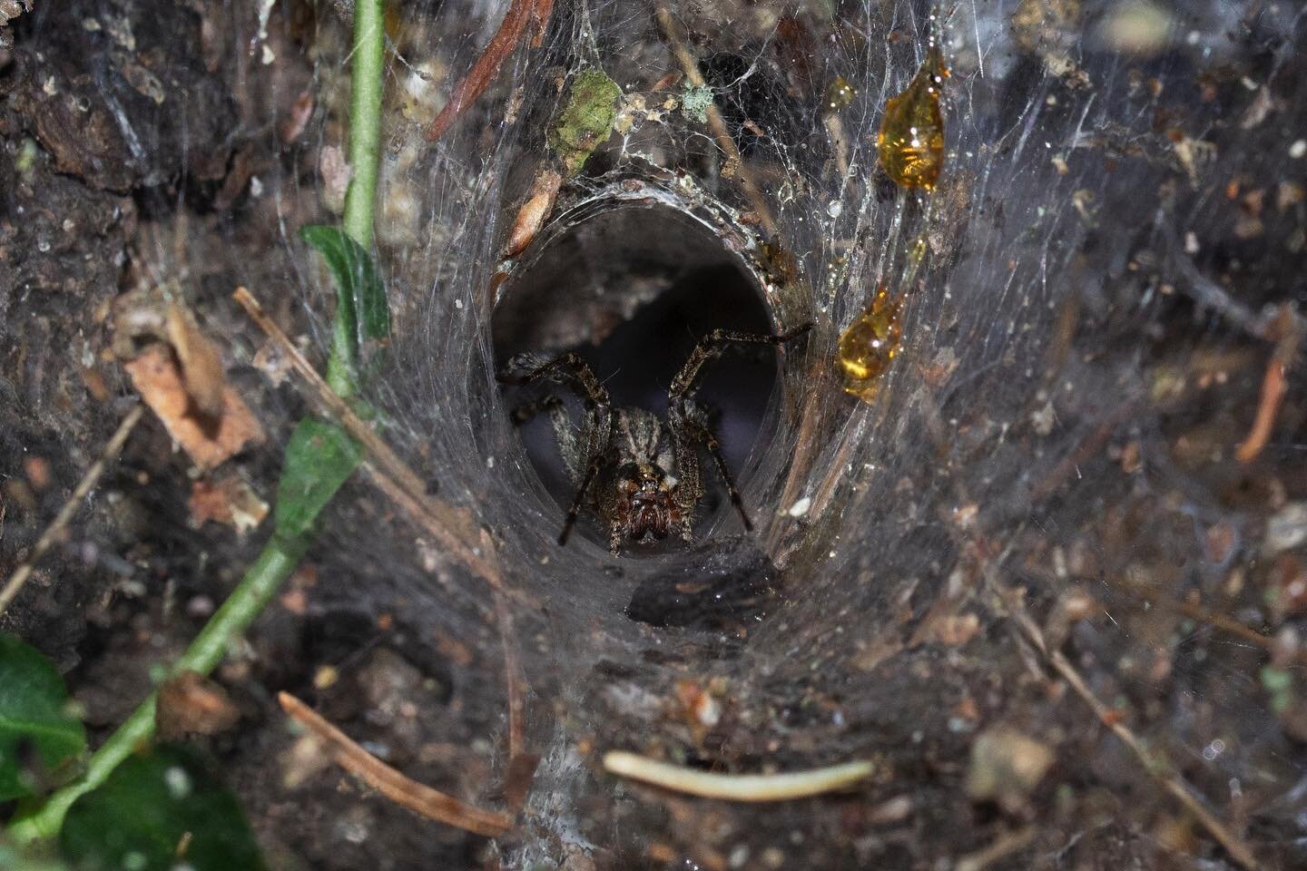 A spider coming out of its hidey hole 😬

#photography #insects #insectphotography #spider #photo #closeup #nature