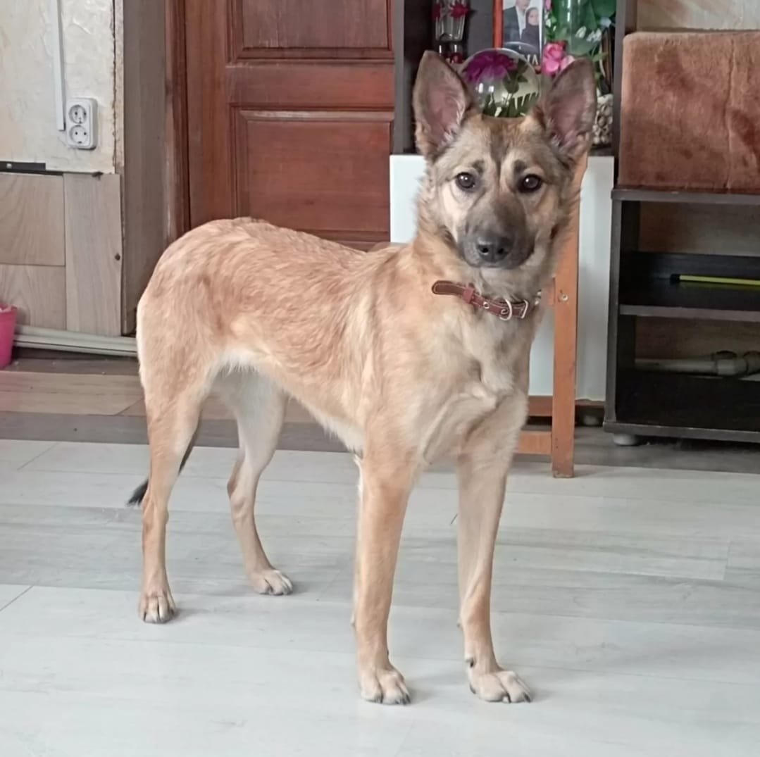   JASIA wünscht sich Sicherheit und Liebe  
 
Geschätztes Alter: geb. ca. 05/2025 
Geschlecht: weiblich, kastriert 
Größe: 50 cm 
Gewicht: 13,5 kg 
Rasse: Mischling 
 
  Charakter:   
aktiv, bewegungsfreudig, freundlich, verspielt, verträglich mit Ar