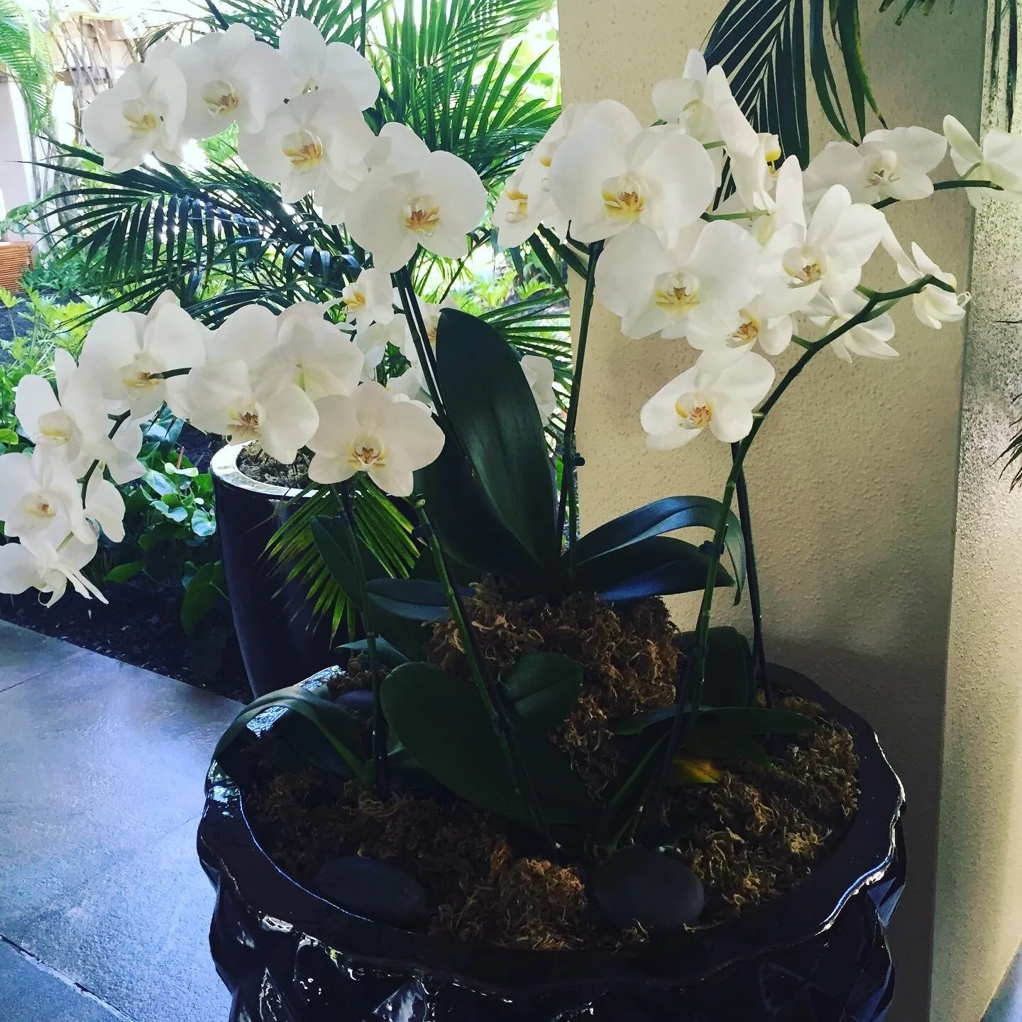 Orchids...What I Know & Why I Love Them