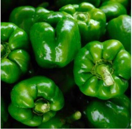 Bell peppers are high in vitamin C and other antioxidants that can help protect against oxidative damage and support immune function! 

Snag some for your order. 

#dallas #foodie #farm #dfw #farmers #urbanfarm #microgreens #shoplocal #farmershelping