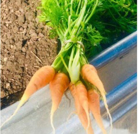 Super sweet Atlas Carrots from Misty Moon Farms need to be in your home! 

#dallas #foodie #farm #dfw #farmers #urbanfarm #microgreens #shoplocal #farmershelpingfarmers #profoundfarm #profoundfoods #farmtotable #dallaschef #lucastx #dallasevents #dal