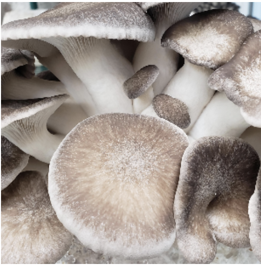 Black Pearl Oyster Mushrooms