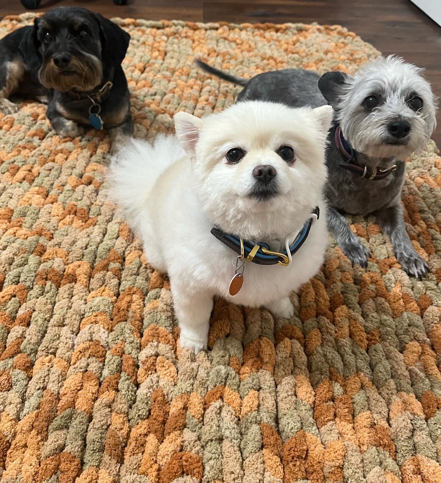 Dogs Enjoying Cozy Blanket