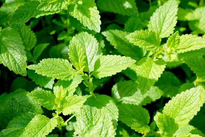 Common Mint