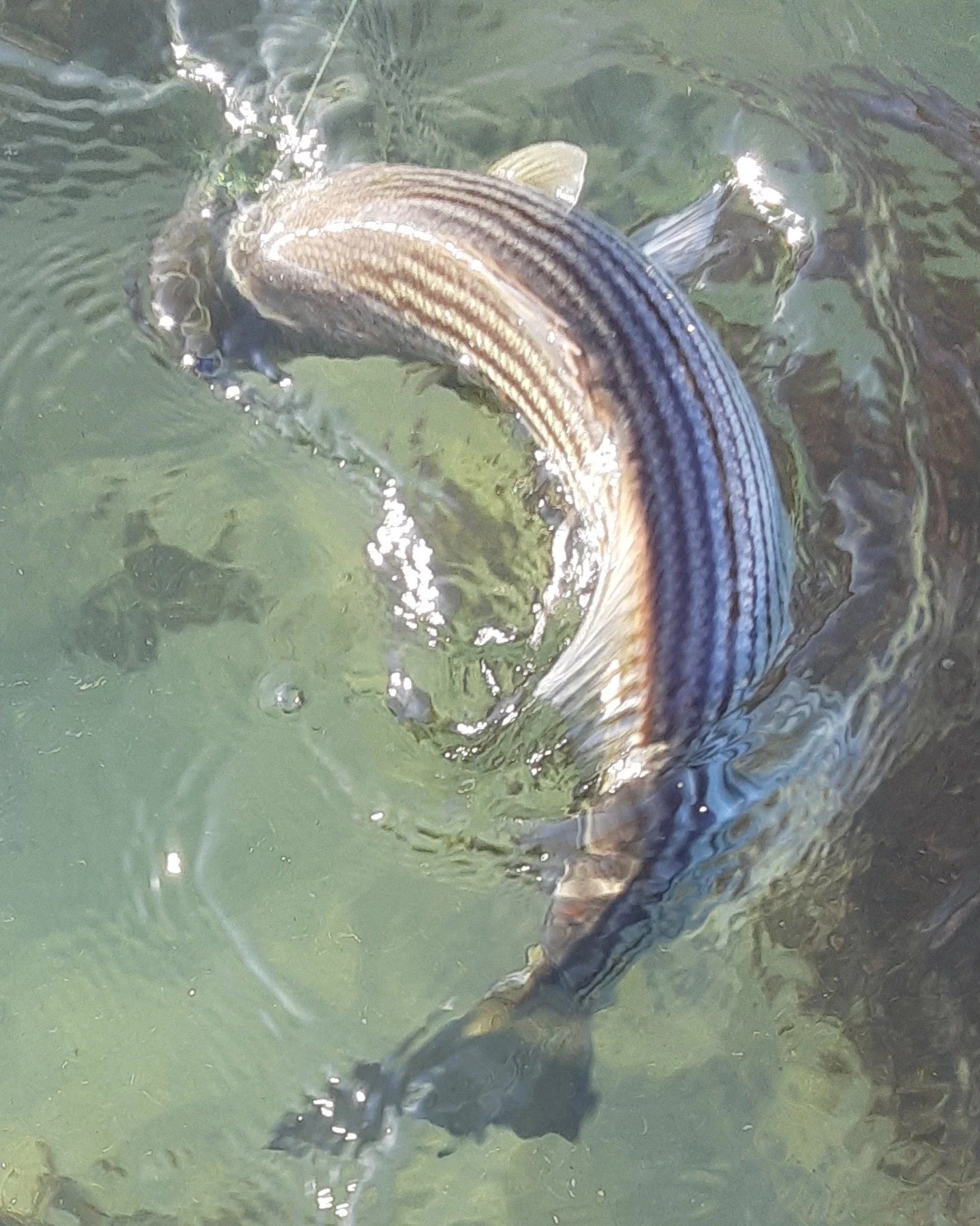 Guiding_Banner Image_Striper_Old Garden Beach 2020 - Copy.png