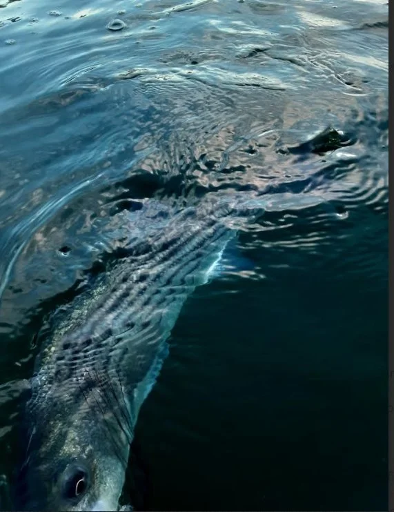 Striper Darkwarter Screenshot.jpeg