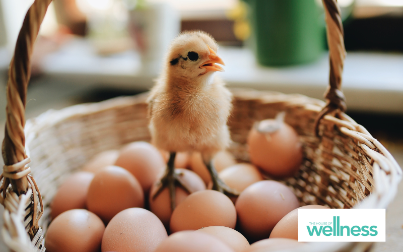 Crack on with eggs: a simple, affordable and nutritious food