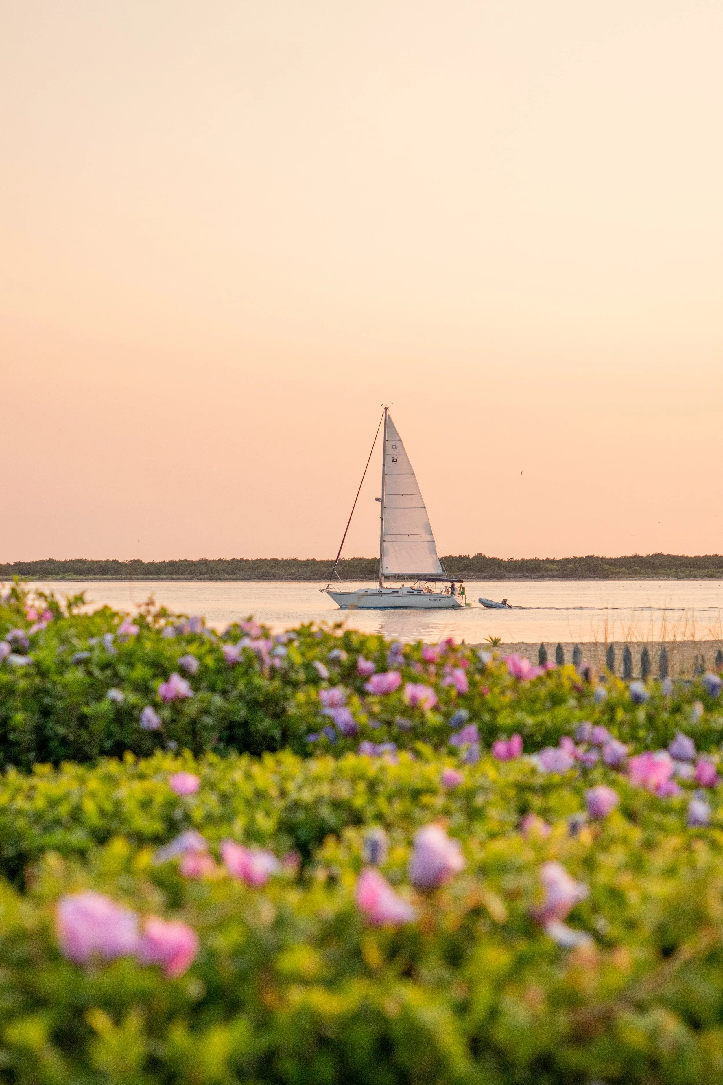 A sailboat sailing on calm water with pink flowers and green grass in the foreground during sunset.