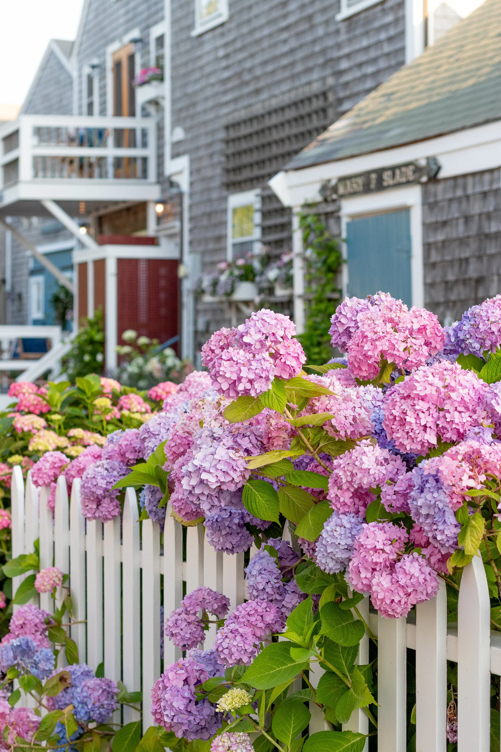 A white picket fence with pink, purple, and blue hydrangea flowers in front of a rustic house with wood siding and a balcony.