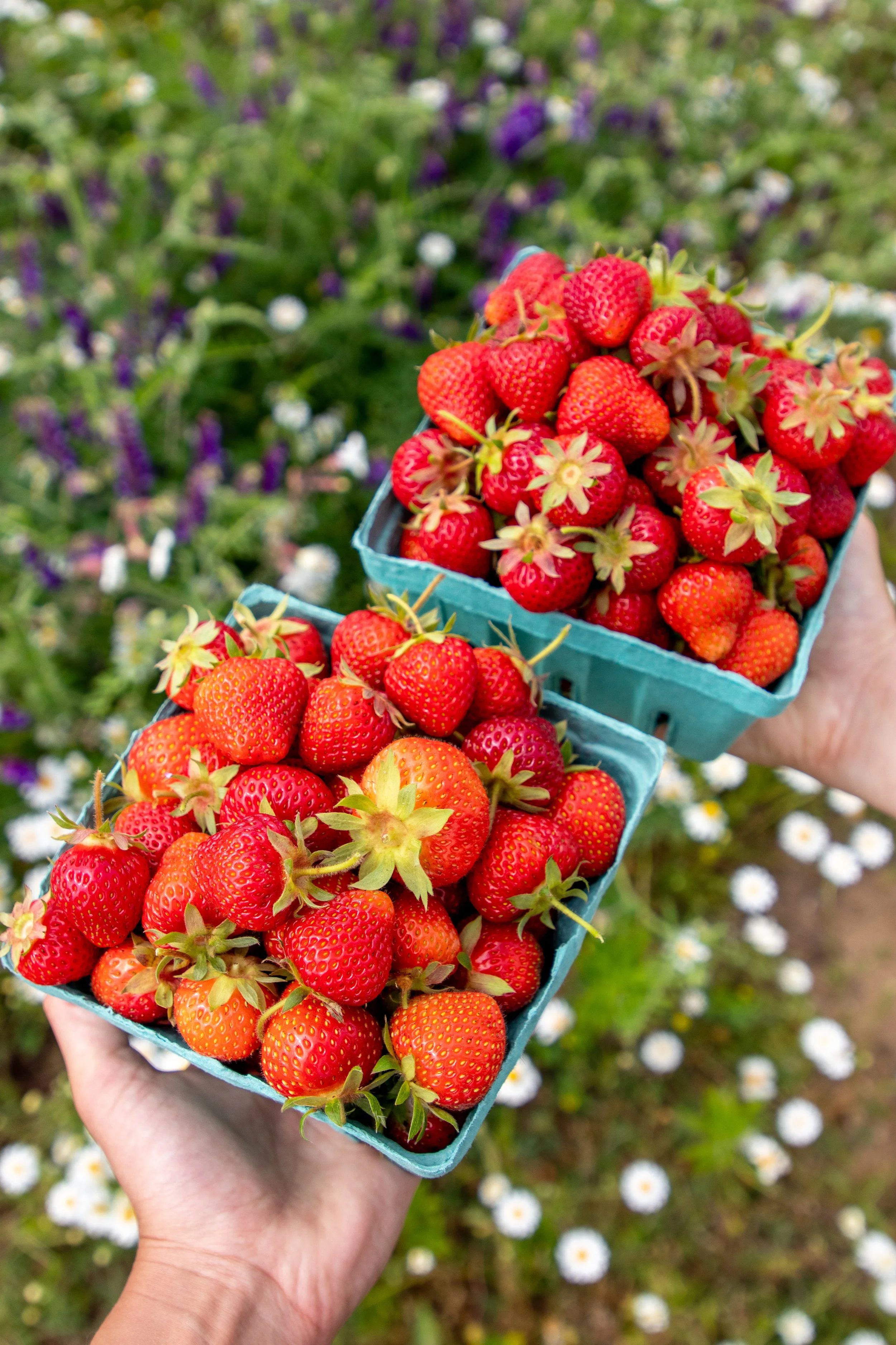 Two baskets of fresh strawberries being held outdoors with a field of flowers in the background.