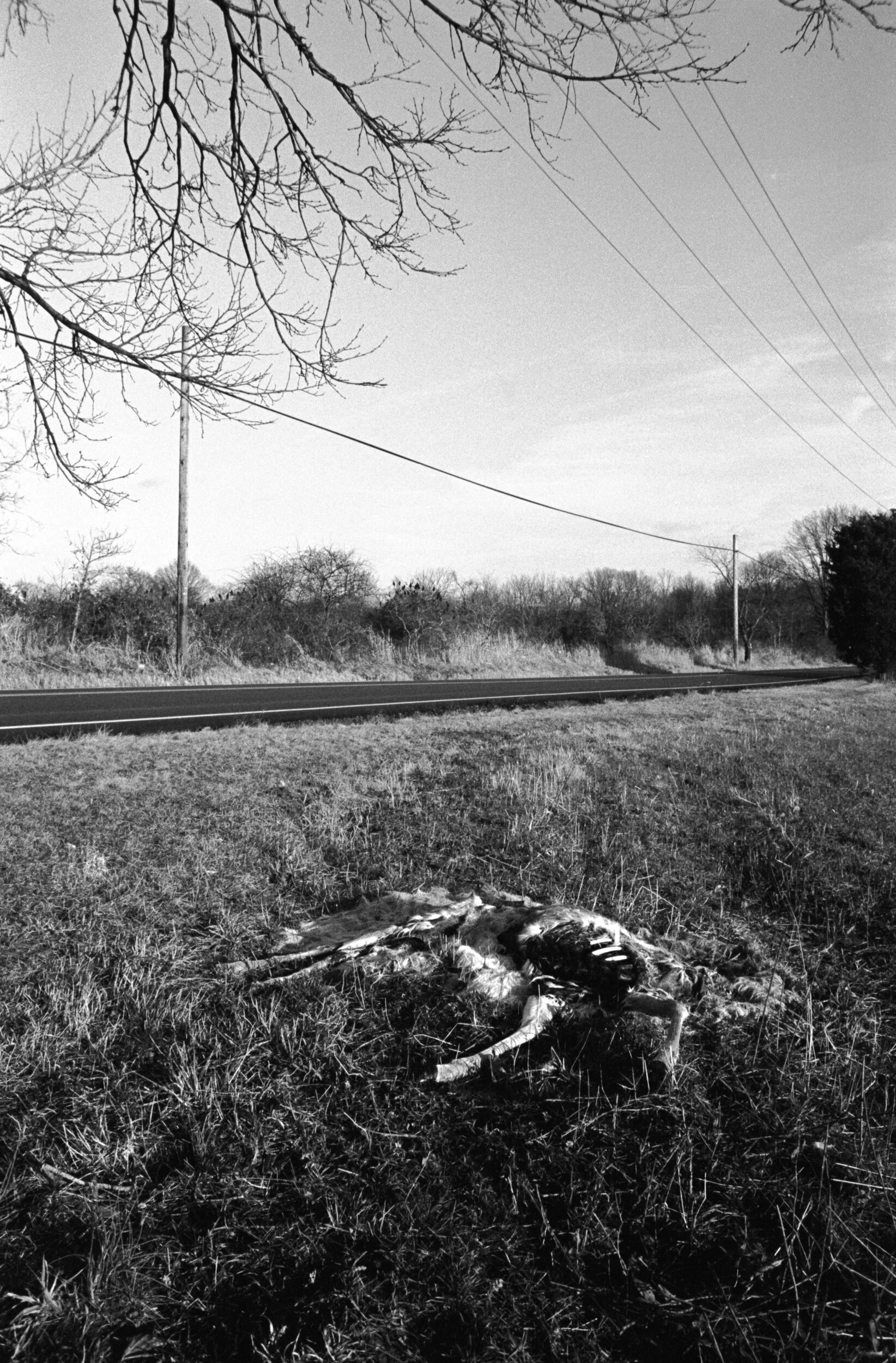 31Surreal66h17.jpg