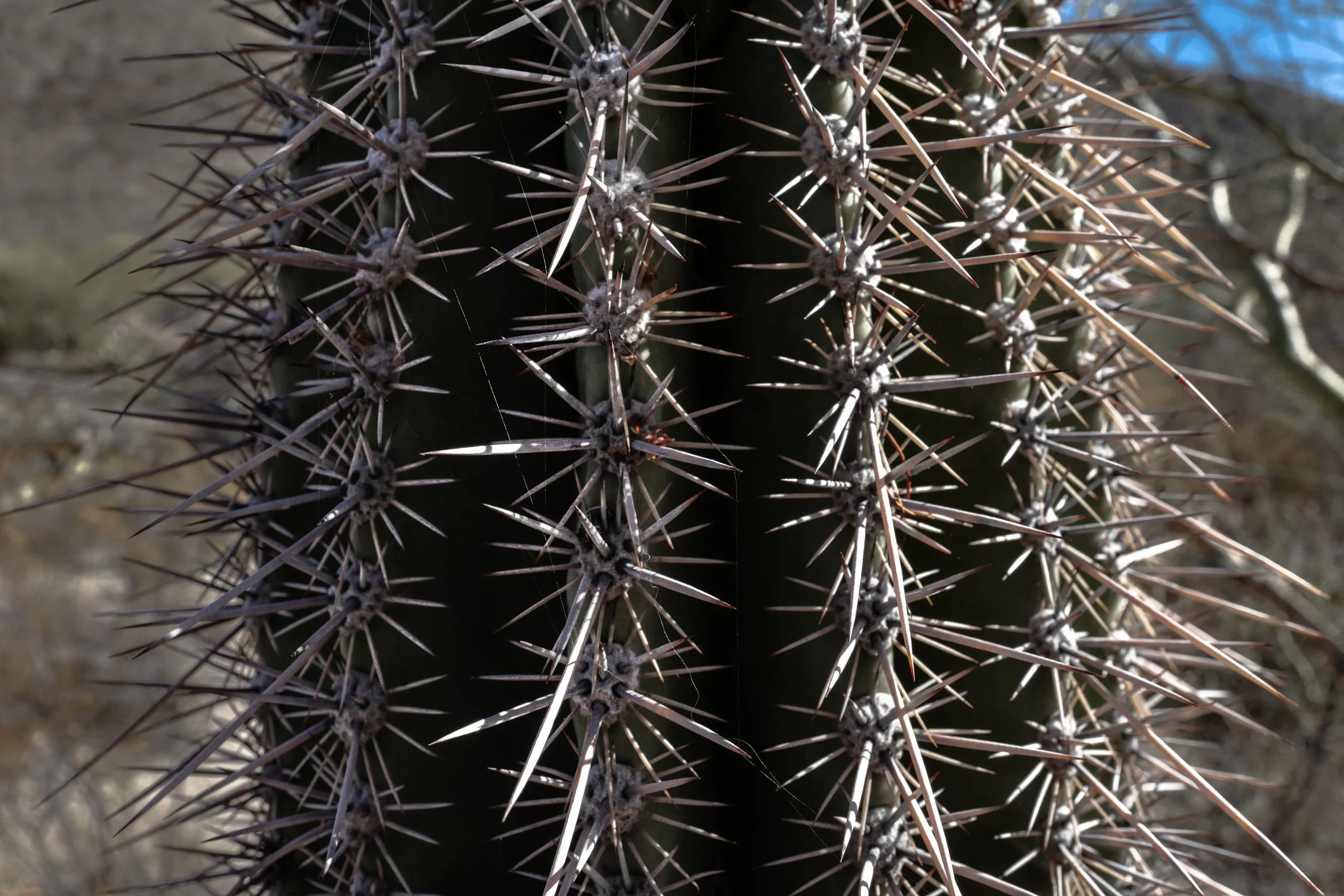 6SWRTL1370071LR.jpg