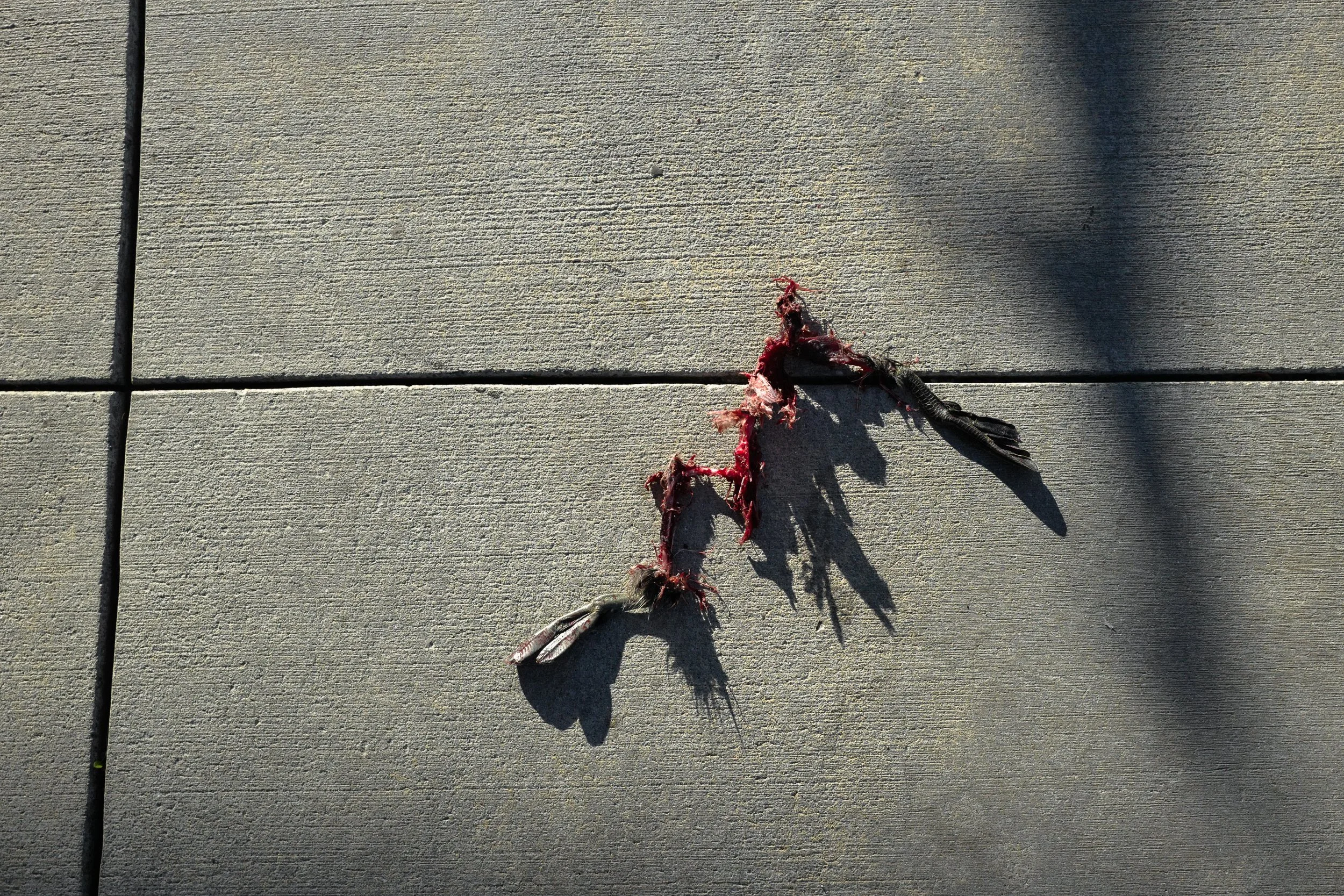 A damaged, torn bird feather on a tiled surface with shadows.