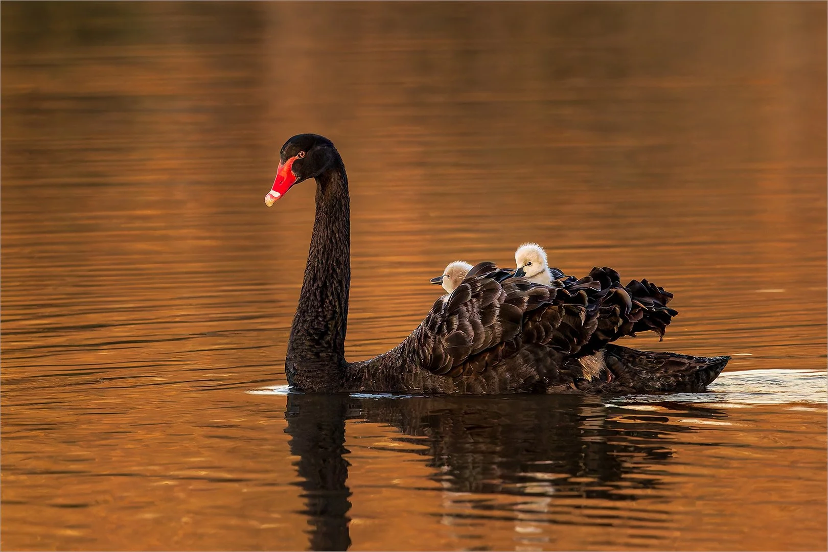 Howick Photographic Society:  Photography Exhibition 