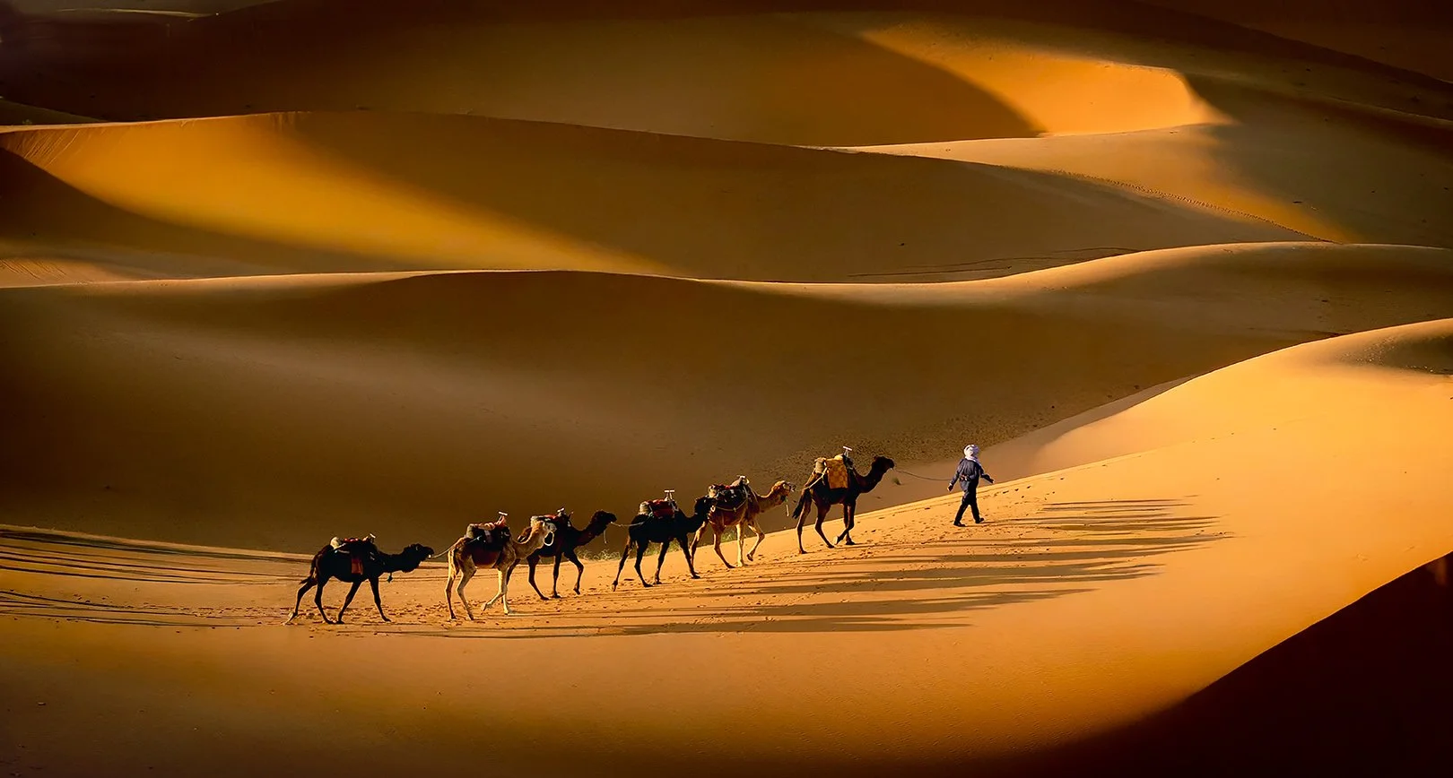 Camels In The Sahara-Dianne Stitt.jpg