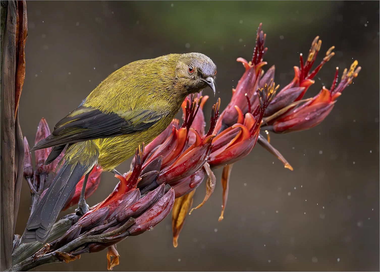 NZ Bellbird On Harakeke-Sheryl Williams APSNZ.jpg