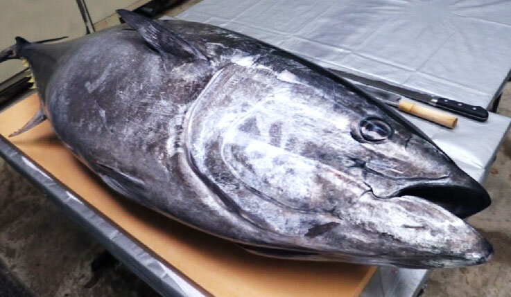 Freshly caught tuna. We also deliver this same freshness and quality to Wokuni in New York.