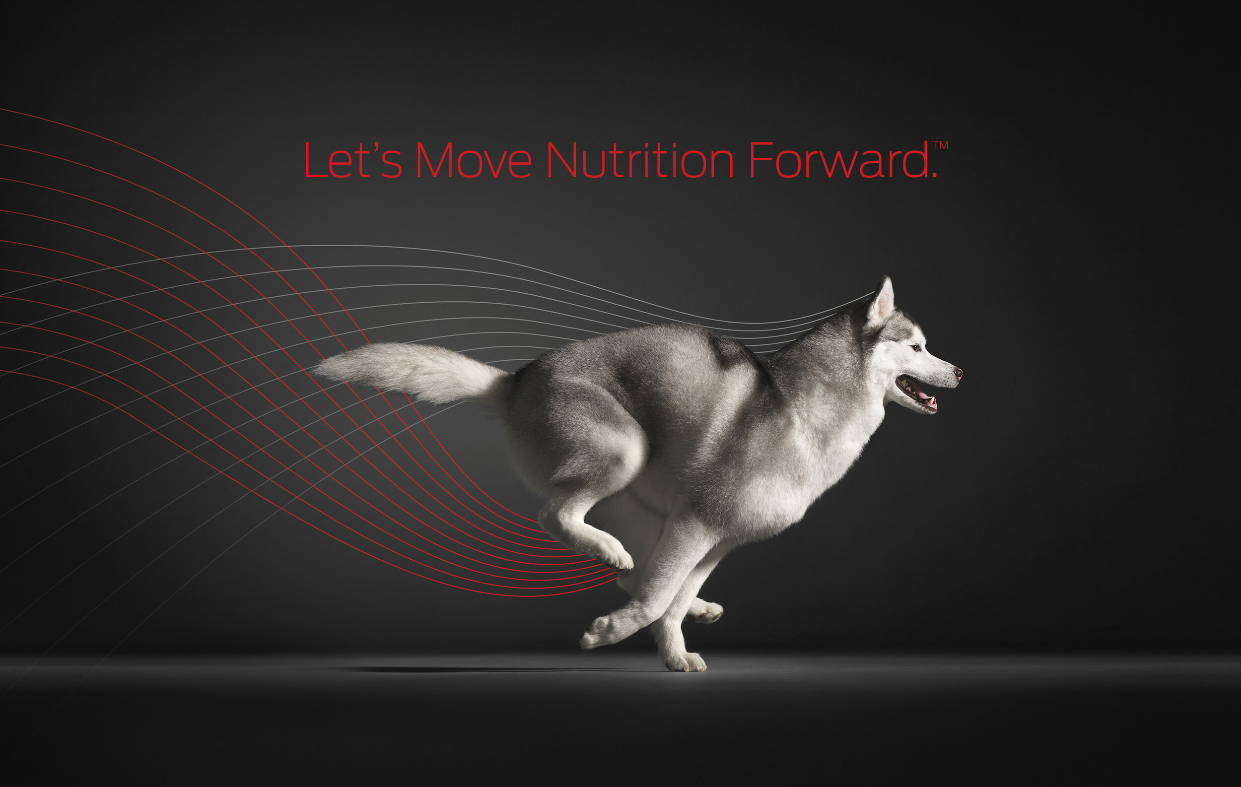 Timothy Flach - Purina/Studio/Minneapolis