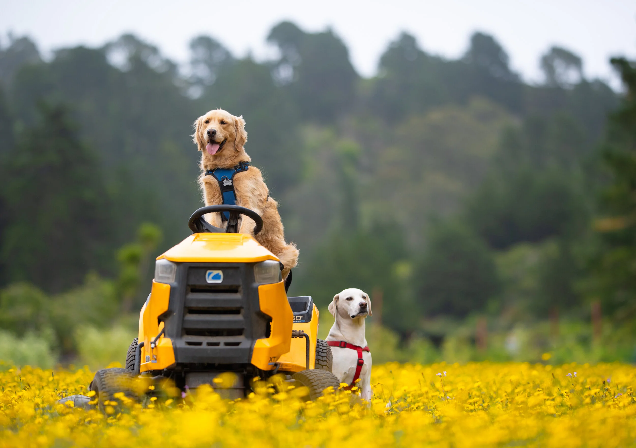 Tiny Rascal California Vicki's Little Rascals - Doggy Day Care