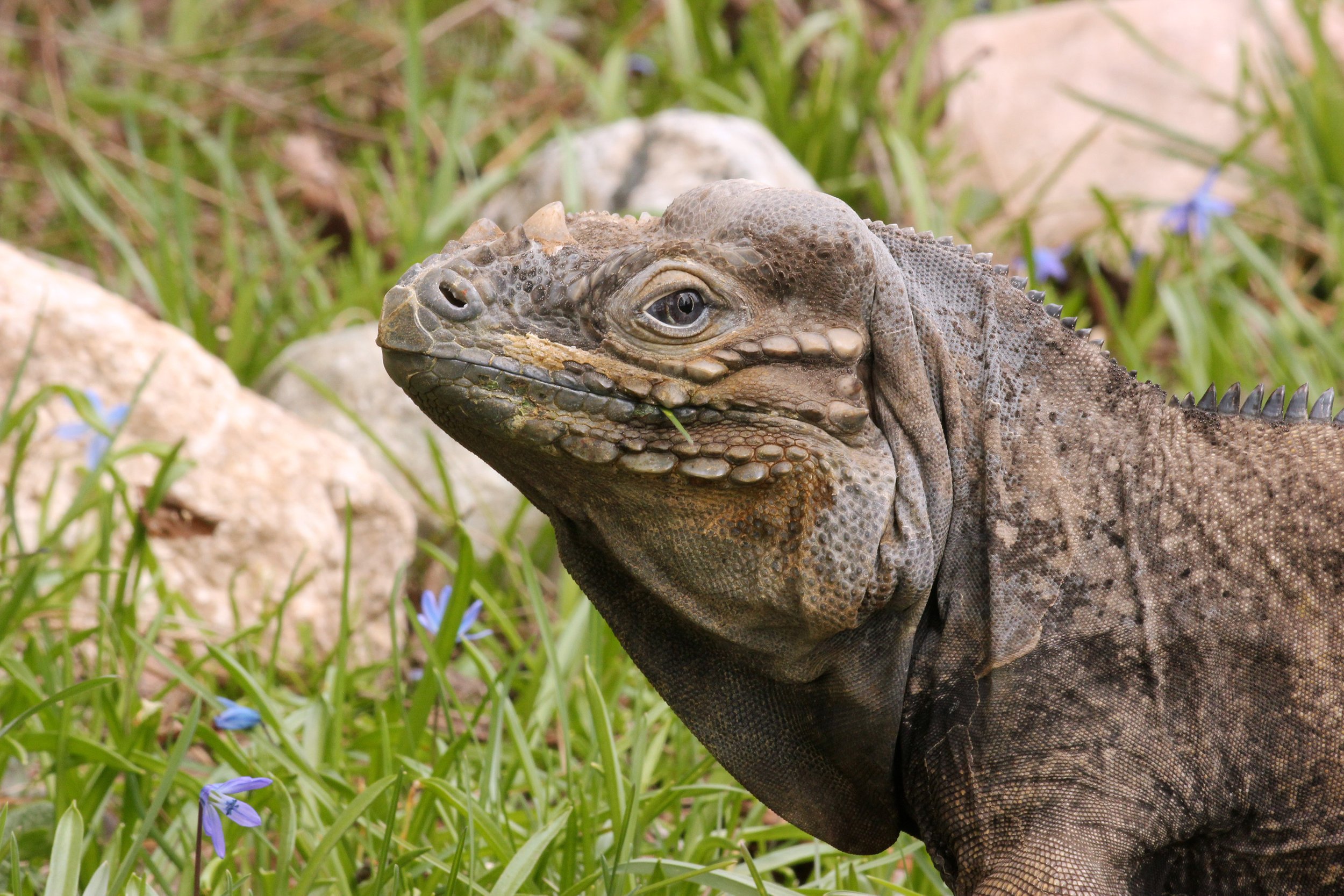 rhino iguana.jpg