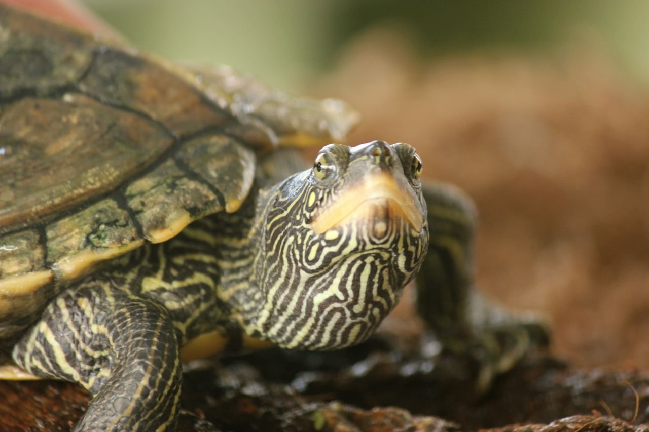 Map Turtle.jpg