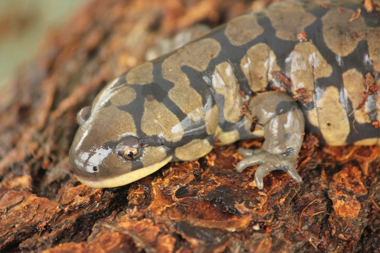 Tiger Salamander.jpg
