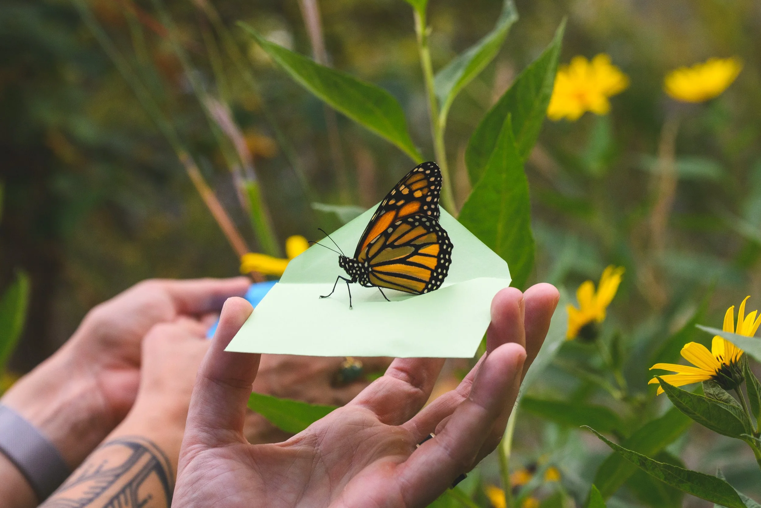 Flutter 2026
