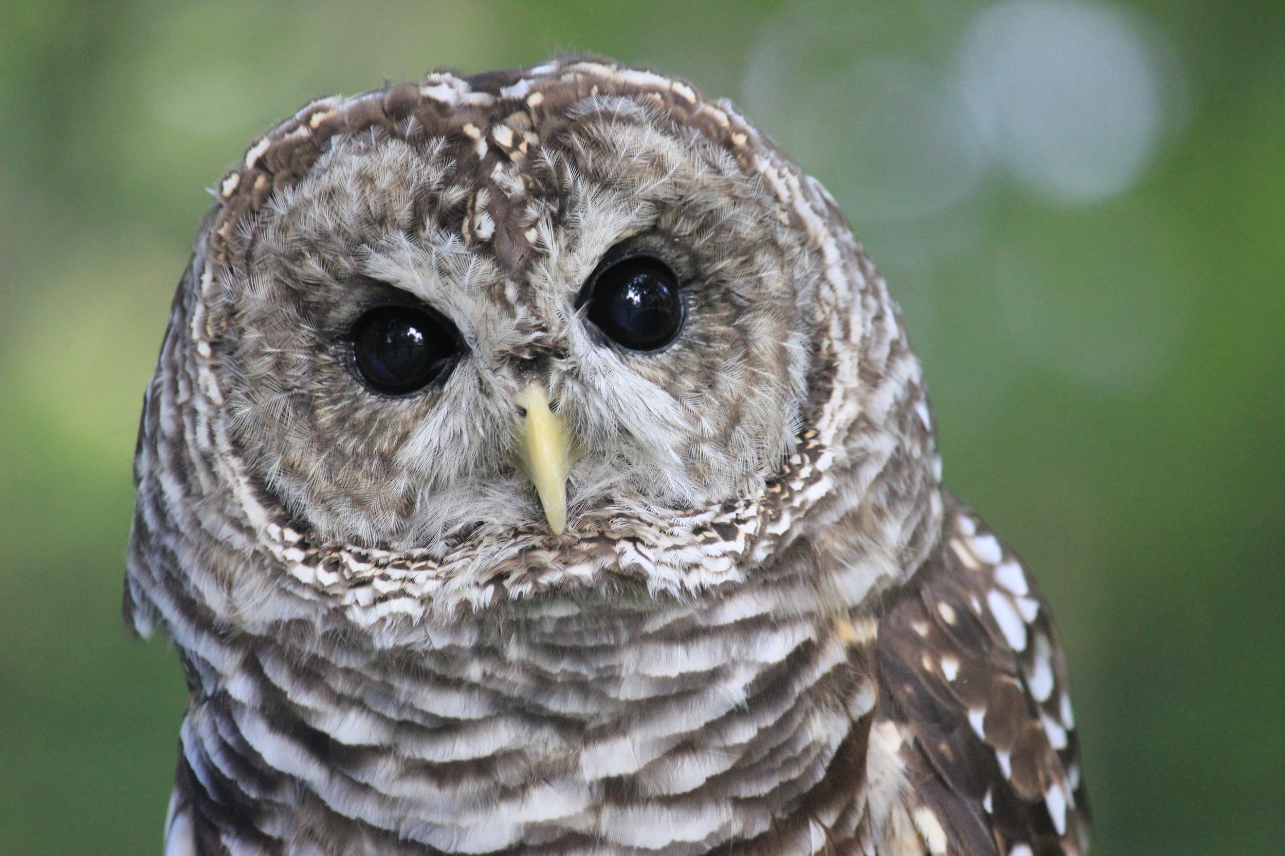 Feathered Fiesta Leslie Science & Nature Center — Ann Arbor HandsOn