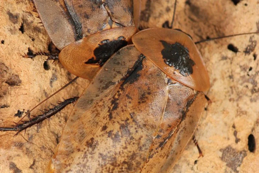 Coachres Insect Insect Investigations at Leslie Science & Nature Center — Ann Arbor ...