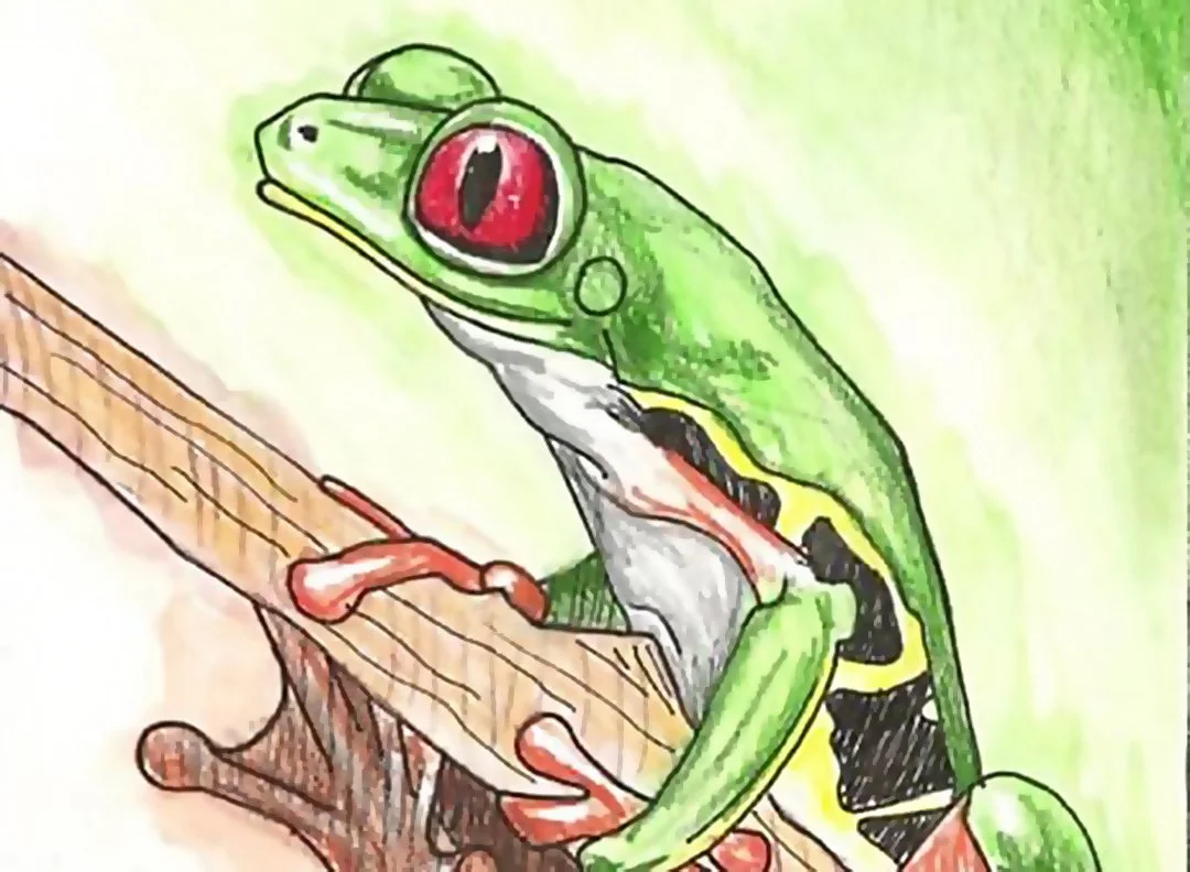 Red Eyed Tree Frog  Colored Pencil and Watercolor Artwork