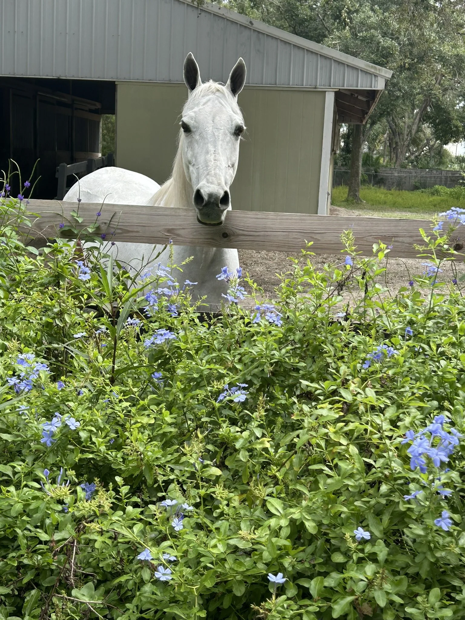 Deception Reference Photo