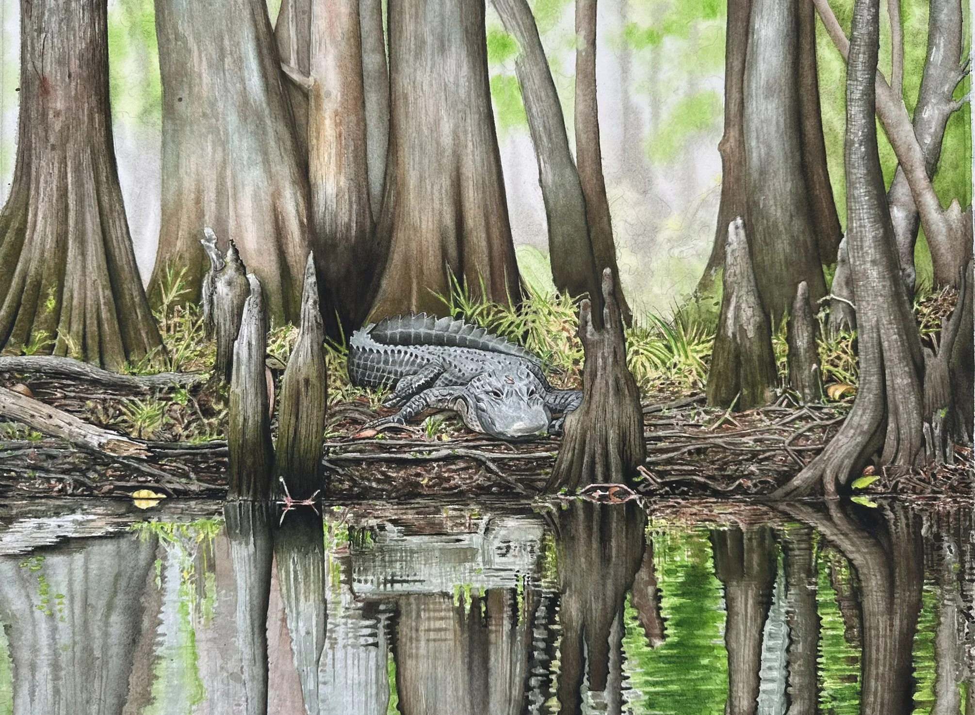 Further layers of color and detail added throughout, sharpening texture on the alligator and cypress knees.