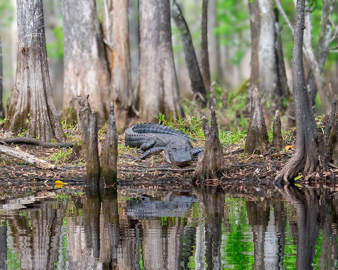Original reference photograph of an American alligator in a Florida cypress swamp, used to develop the painting Tourist Trap.