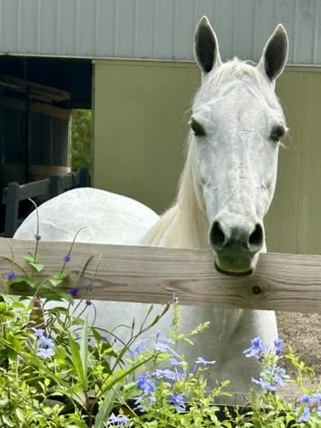 Deception Reference Photo (Cropped)