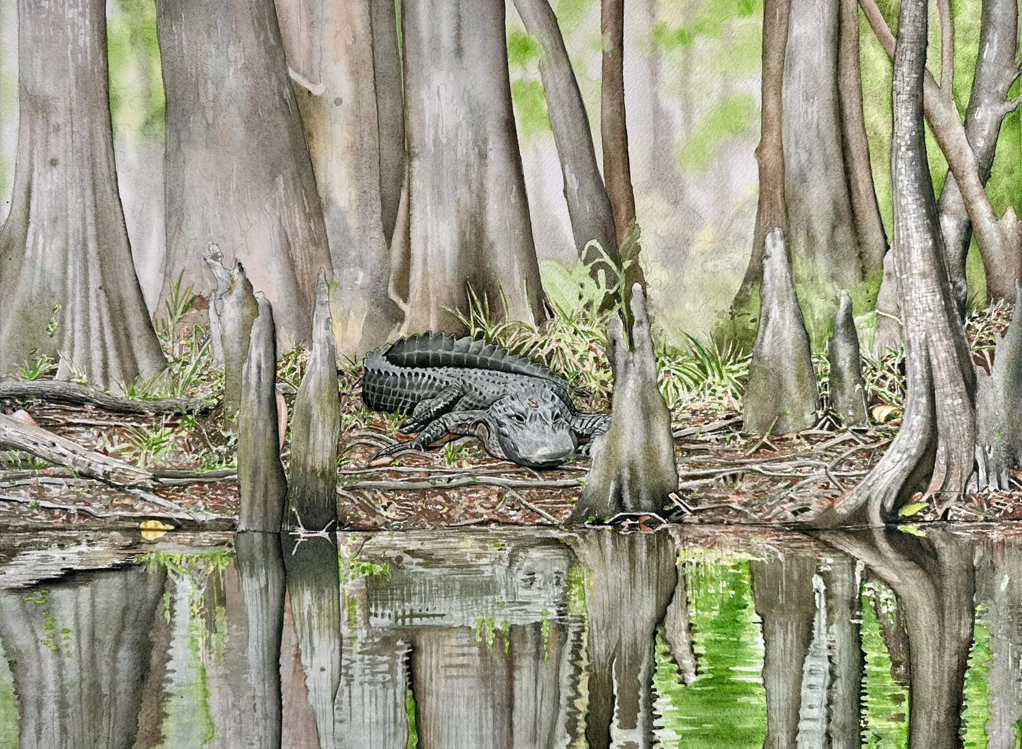 Reflections and still swamp water developed beneath the alligator, tying the foreground to the bank above.