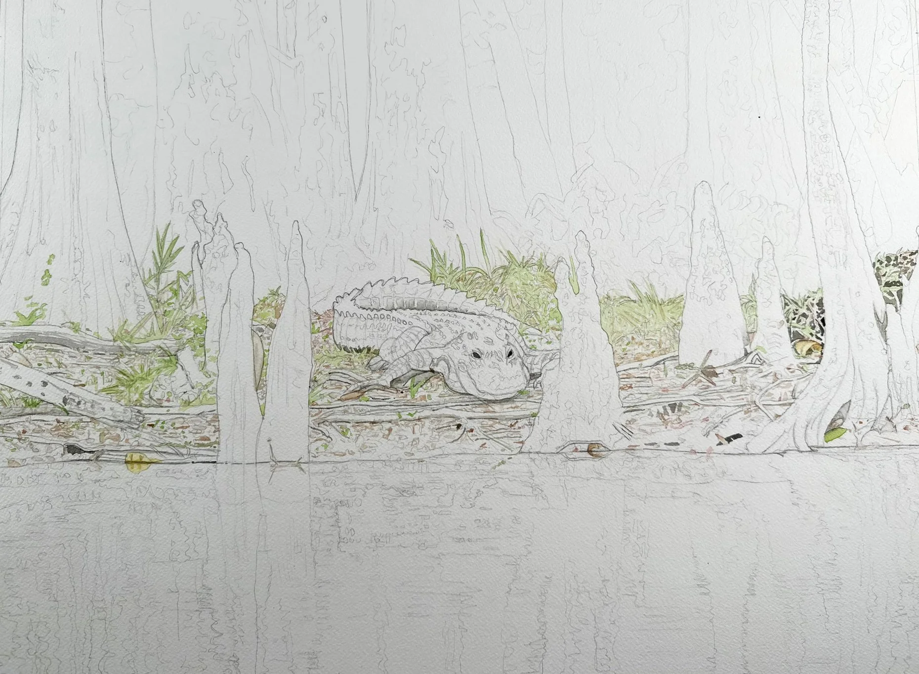 First washes laid into the muddy bank, blocking in the shrubbery and cypress roots surrounding the alligator.
