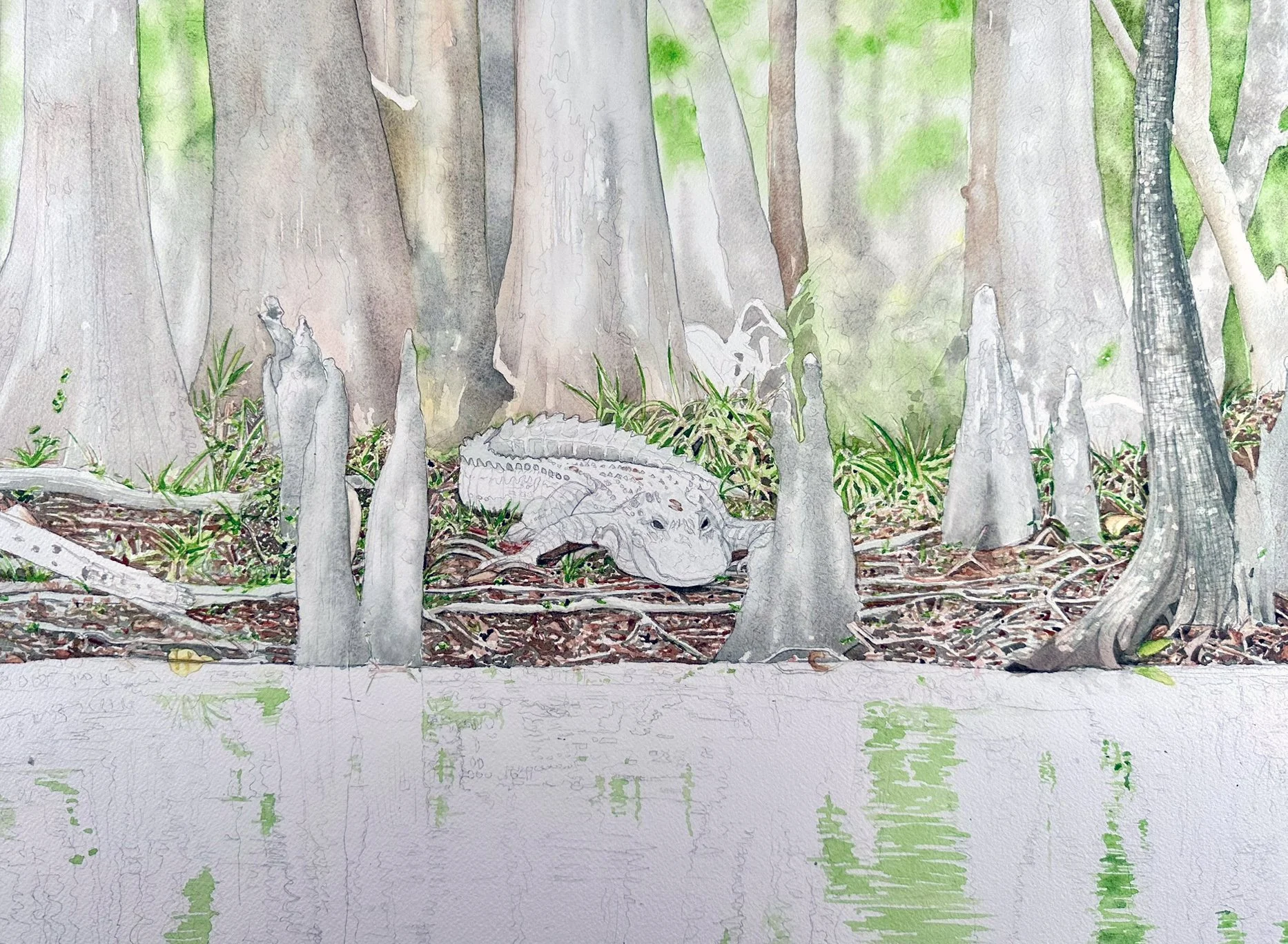 Cypress trees built up in the background, establishing depth and the dense swamp canopy behind the alligator.