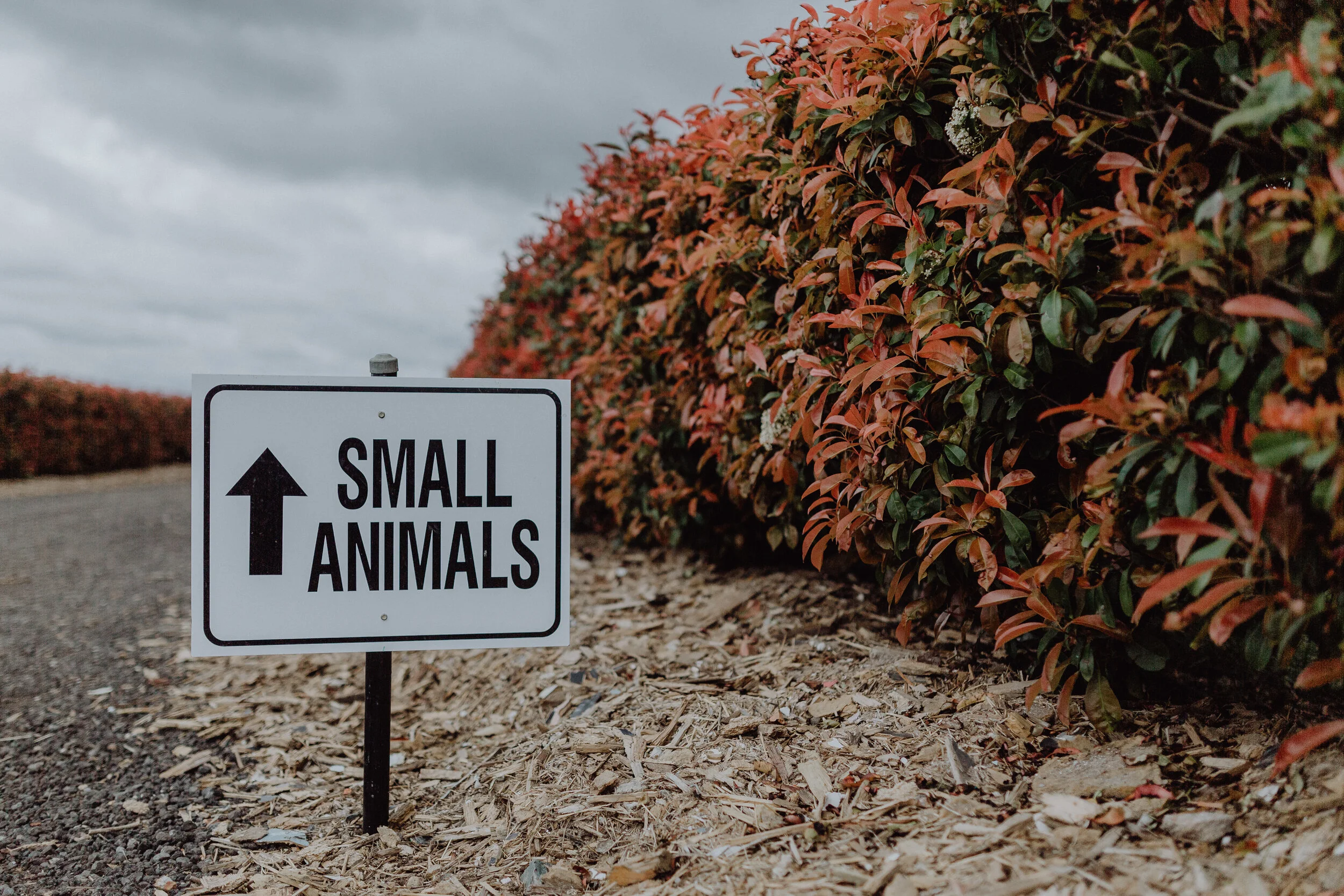 Small Animal Clinic — Macedon Ranges Equine Vets