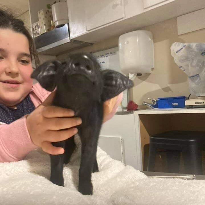 Check out this little cutie. Now two stone lighter !!

#vet #vetcheck #veterinarian #vetlife #vetcare #macedonrangesvet #macedonranges #gisbornevet #gisborne #minipig #miniaturepigs #pigsofinstagram #smallanimalvet