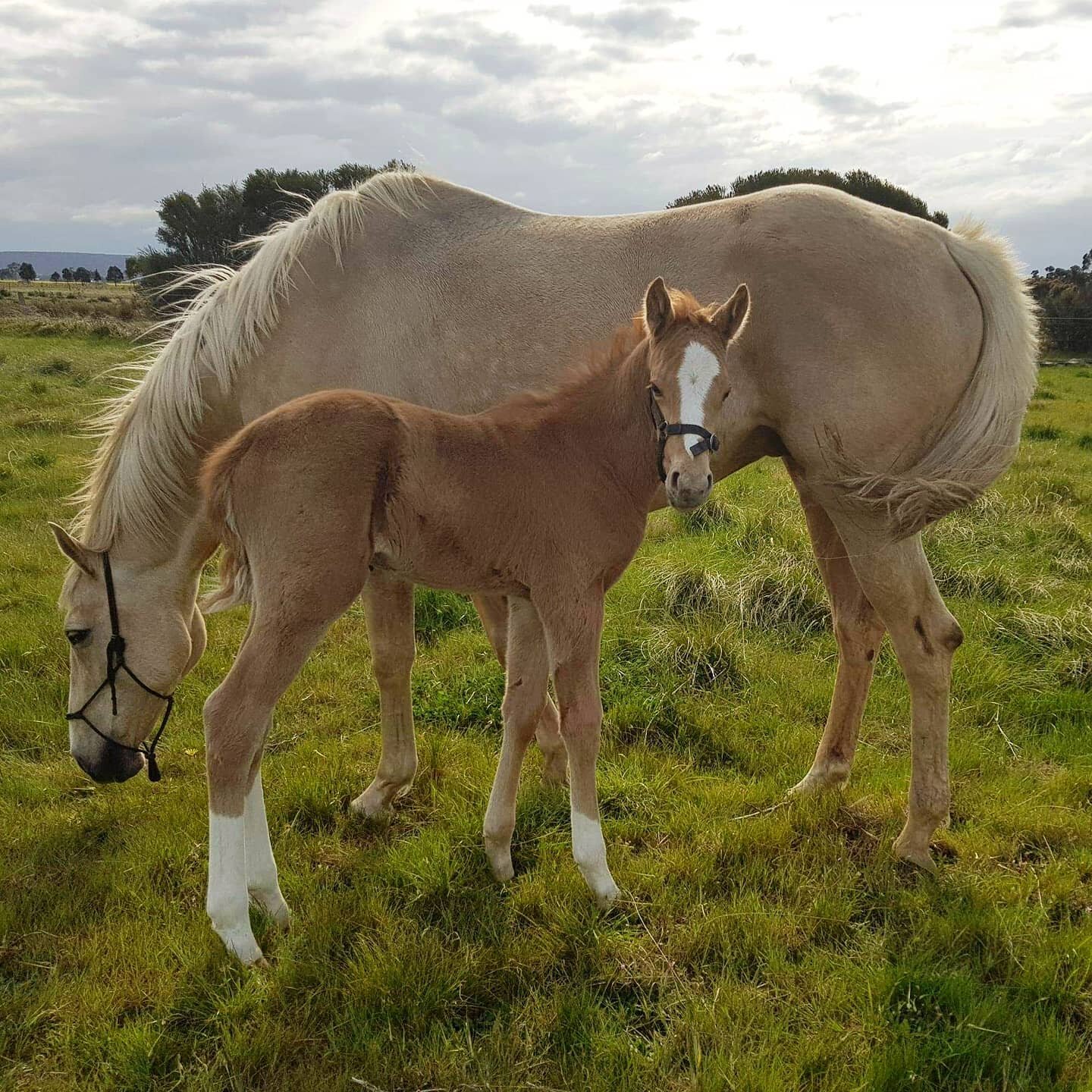 What a fab foal for our lovely client Wendy!

Delphi's new palomino colt by Baunehojens Diamond Dancer, stunning little boy! 💖💖💖

#foalsofinstagram #foal #reprovet #foalingseason #foalingseason2021 #macedonrangesvet #macedonranges #gisbornevet #gi